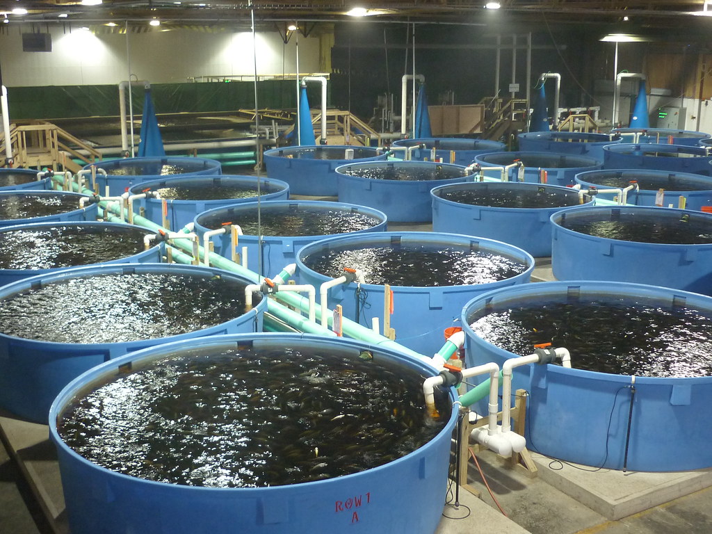 How I Started a Successful Fish Farming Business After Everything Else Had Failed Me