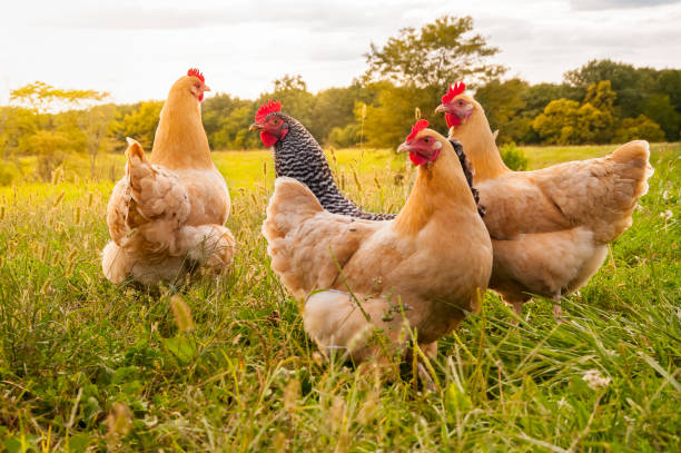 How I Established a Profitable Poultry Farming Venture