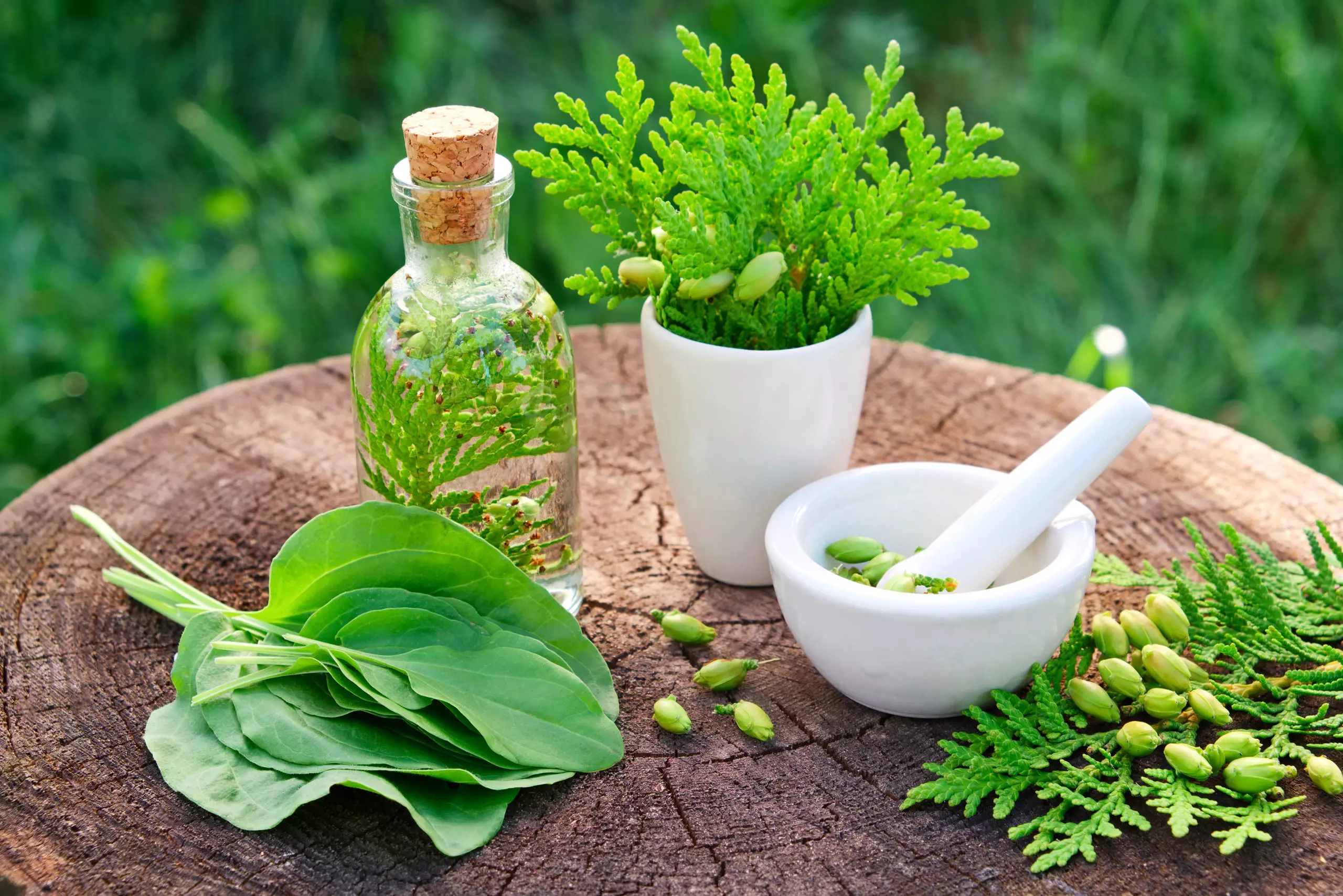 How I Created a Thriving Herbal Medicine Business from Home